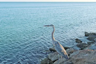 seabird on venice jetty