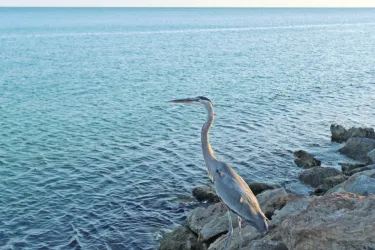 seabird on venice jetty