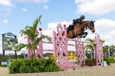 Show Jumping at TerraNova