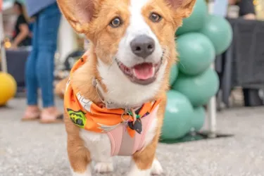 Woofstock at Lakewood Ranch Main Street
