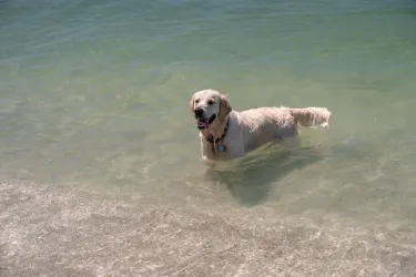 dog in the gulf at venice beach