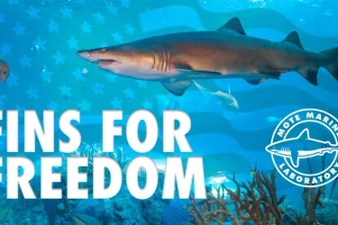 Image of a shark at Mote Science Education Aquarium with text that says: Fins for Freedom