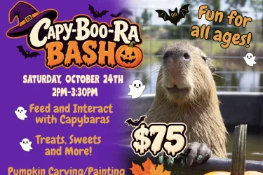 capy-boo-ra bash