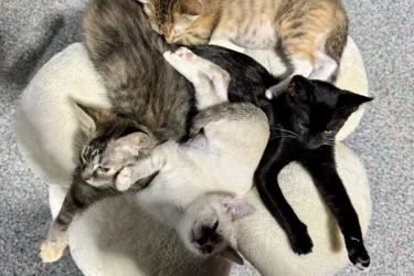 Feline Friday Fifteen! Photo