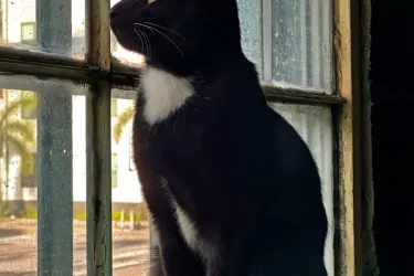 Portraits and Kitties!! Photo