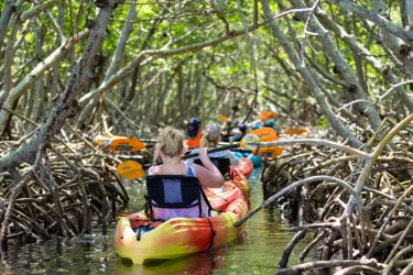 Mangroves Photo