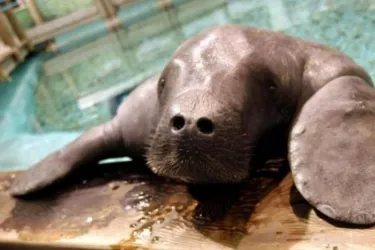 420_640x480.jpg - Snooty, the Manatee Photo