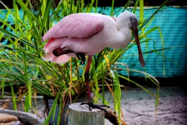 Save Our Seabirds 4 Photo