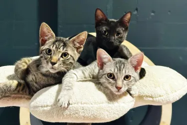 Katy's Cat Café Kitties - Lanky, Giggles, Feather, and Toasted Marshmallow Photo