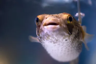 Porcupinefish - Porcupinefish at Mote Aquarium Photo