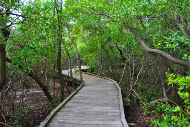 Ken Thompson Park - This boardwalk has been sensitively designed to protect the environment while allowing public access and enjoyment of the mangrove canopy experience. As such, the visitor will e... Photo