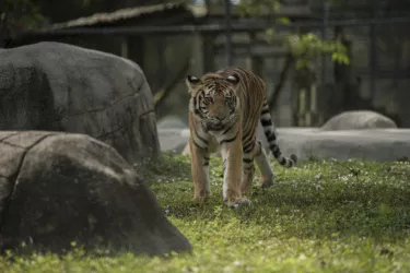 Tiger Habitat Photo