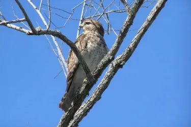 1240_640x481.jpg - Red Shoulder Hawk Photo