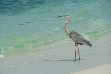 1319_640x482.jpg Photo