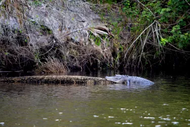 Gator in the Myakka River Photo