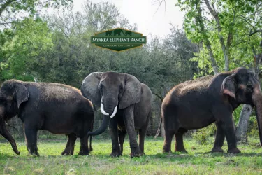 Myakka Elephant Ranch Photo